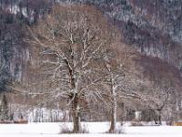 Winterliche Bäume auf der Moorbadwiese bei Aschau